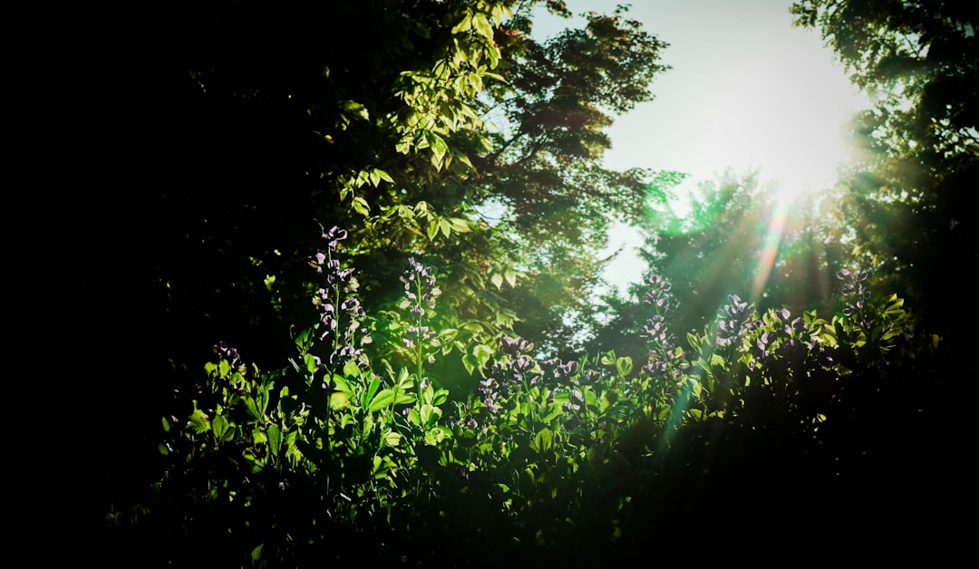 golden hour lighting