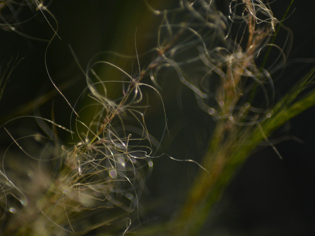 macro photography close-up