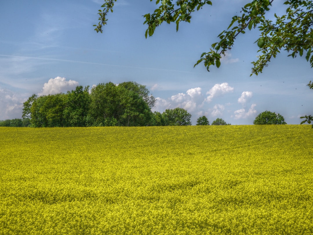 biodiversity in organic farm