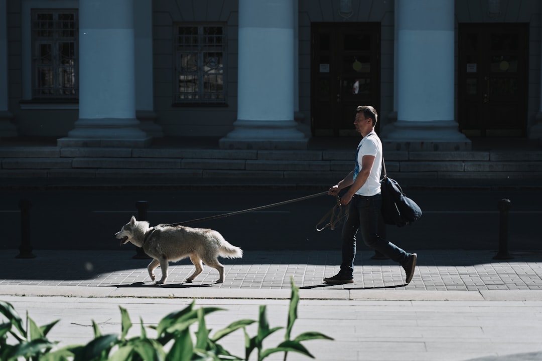 person walking multiple dogs
