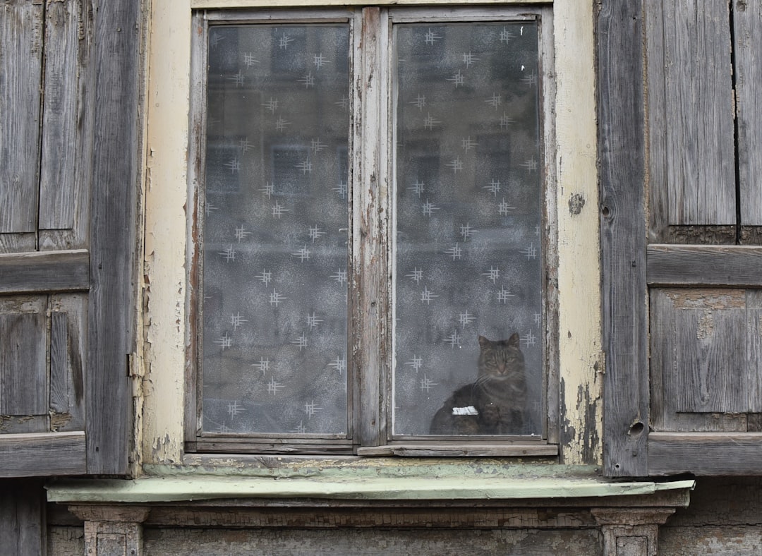 woman checking on sleeping dog inside house